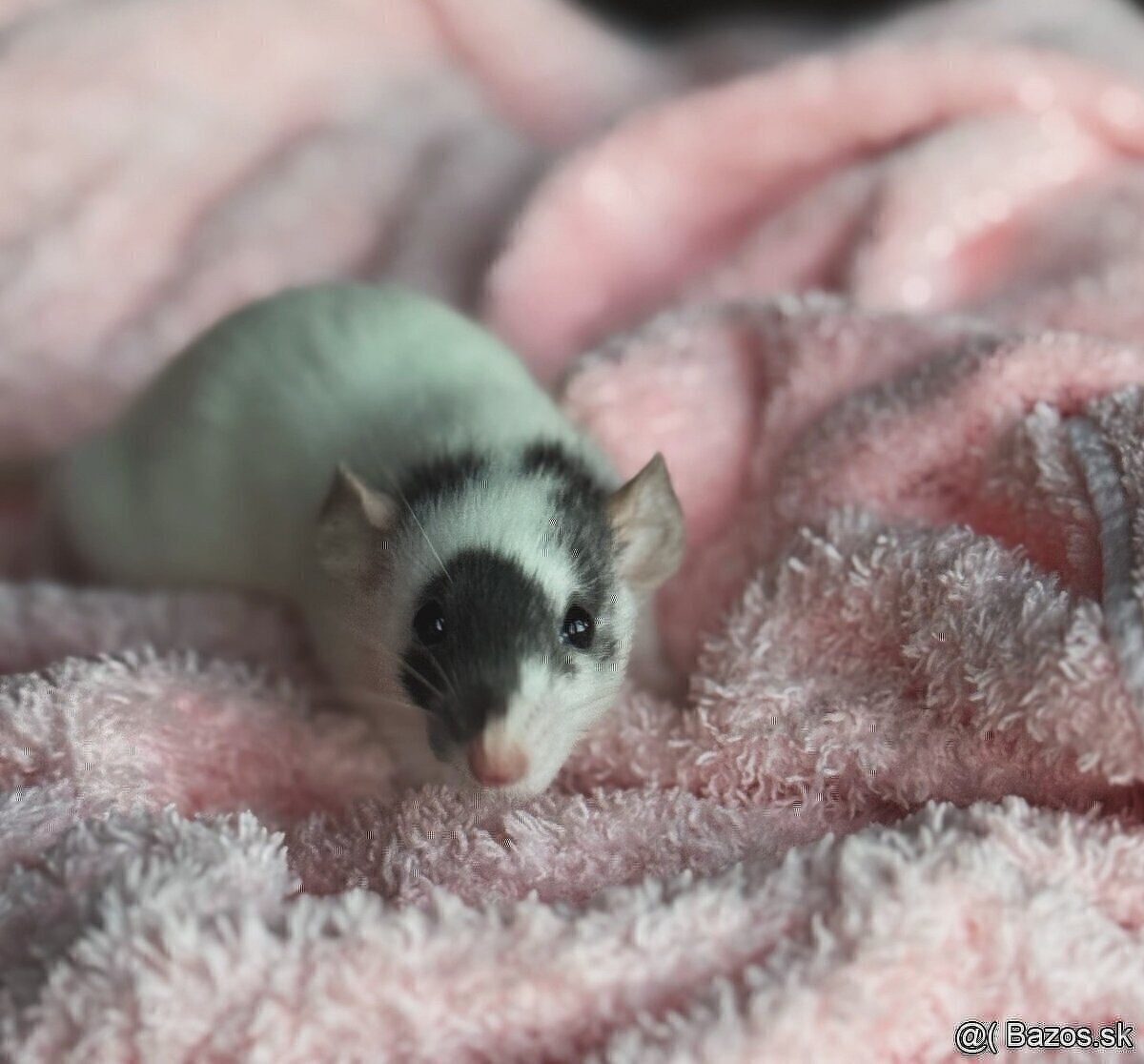 🐭 potkan, potkaníky 🐰 - 6