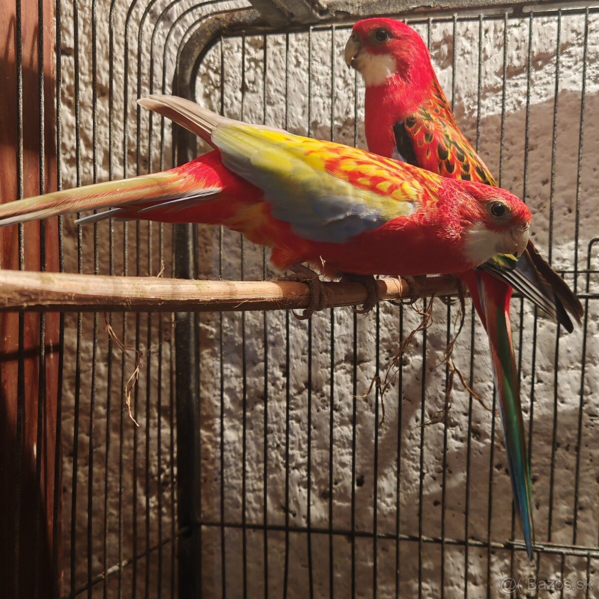 Rozela pestrá - pár - 6