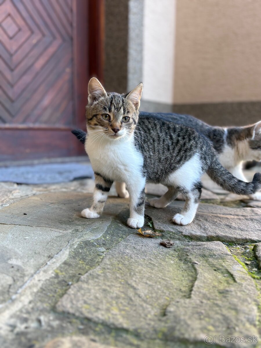 Darujem mačiatko - 6