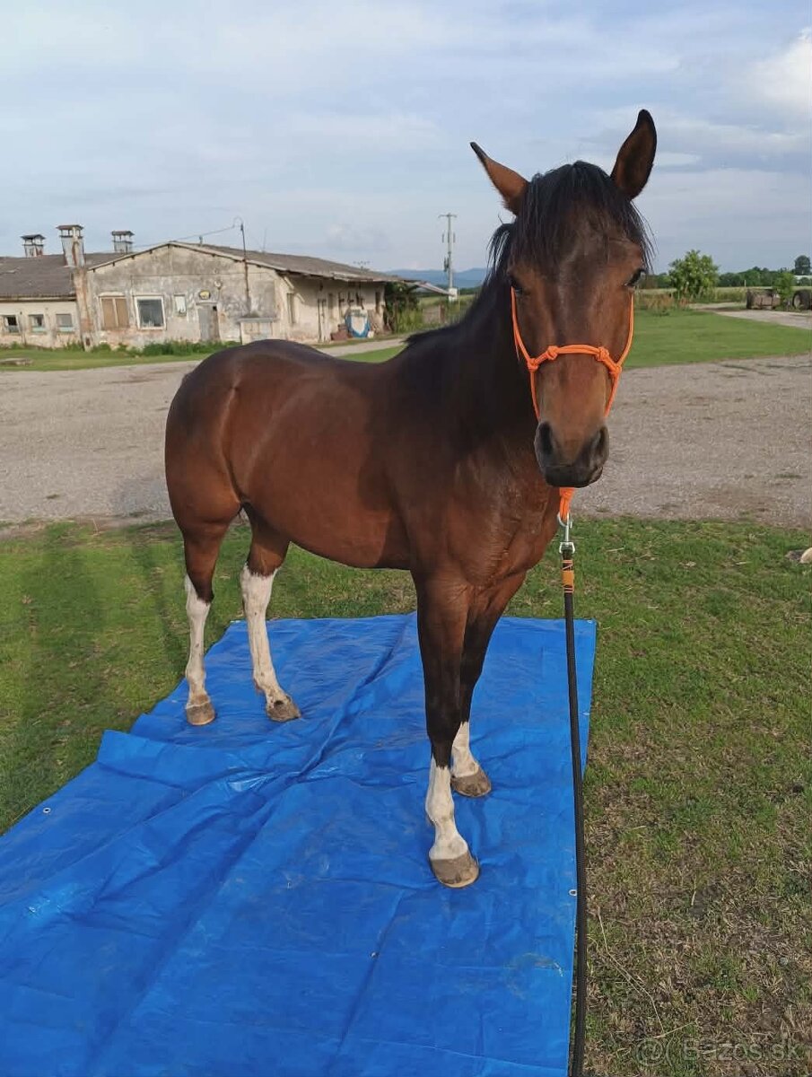 Krásny valach na predaj - 6