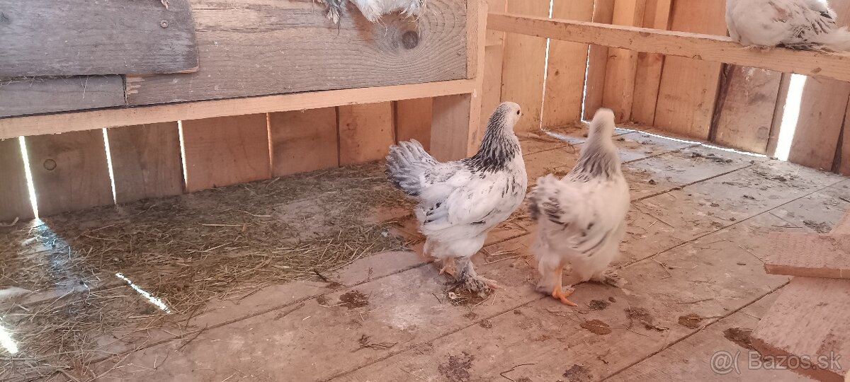 Brahman columbia brahmanky - 6