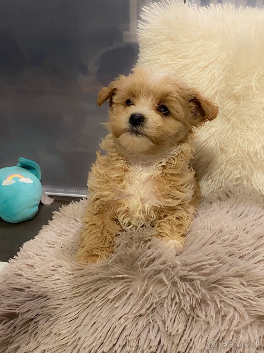 Šteniatka maltipoo na predaj, cavapoo toy pudel - 6