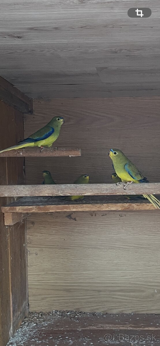 Neoféma ozdobná - 6