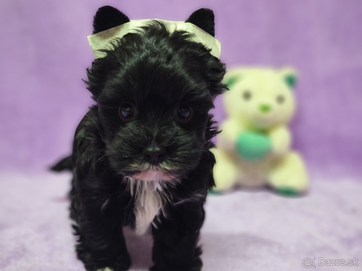 Yorksirsky terier - Biewer,coko,cierny - 6