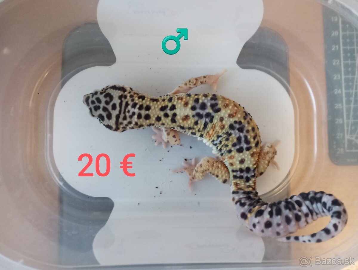 Gekončík nočný - 6