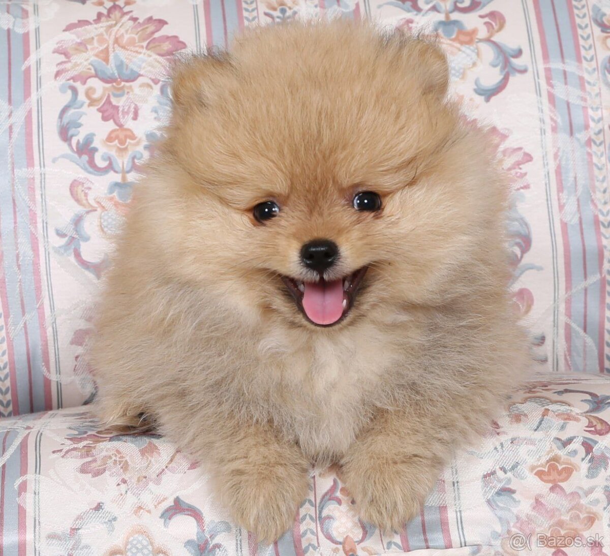 Pomeranian - 6