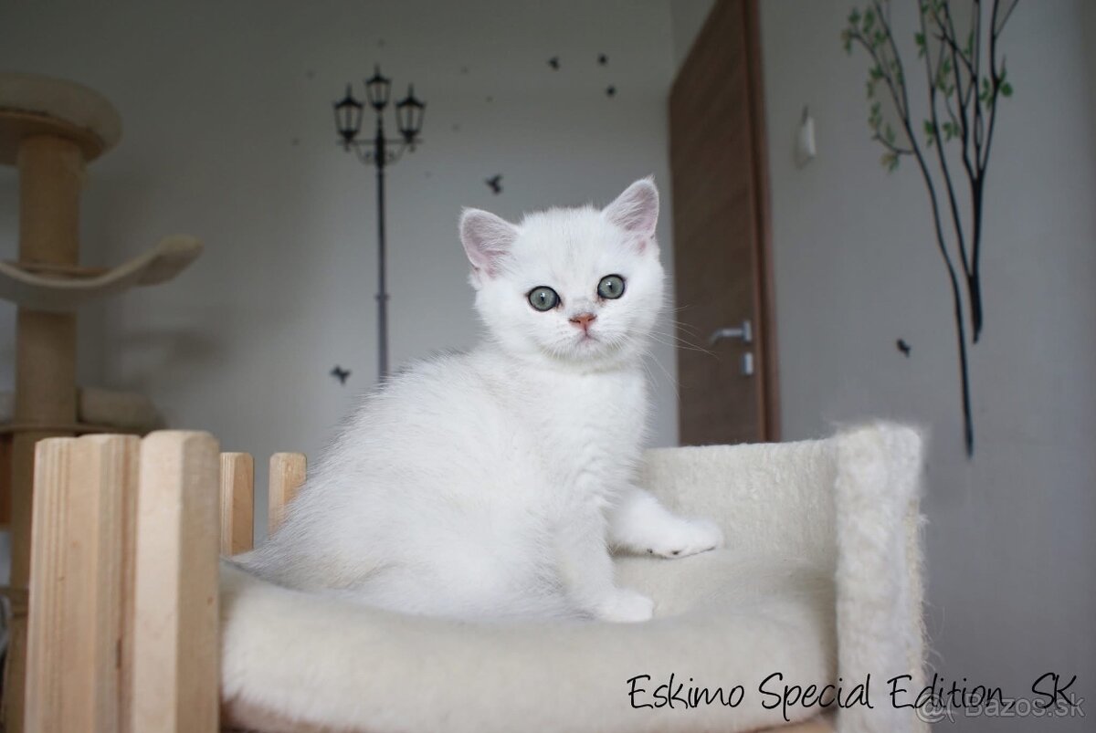 Eskimo Special Edition, SK - britský kocúrik s PP - 6