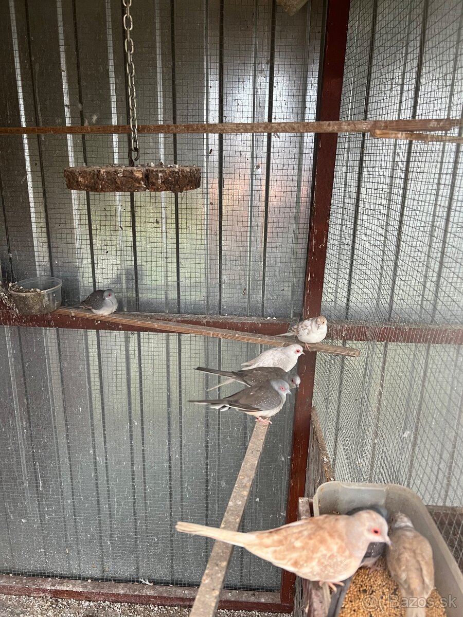 Diamantové holubky - 6