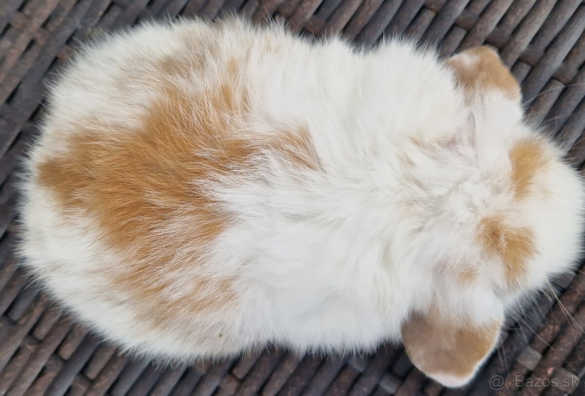 Minilop - mláďatká zakrslých barančekov - 6