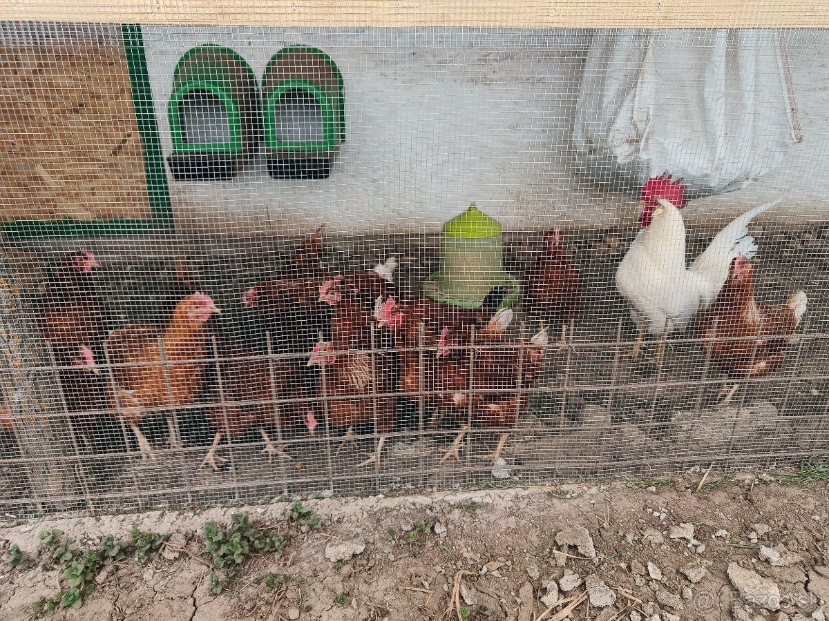 Kuriatka dominant - 6