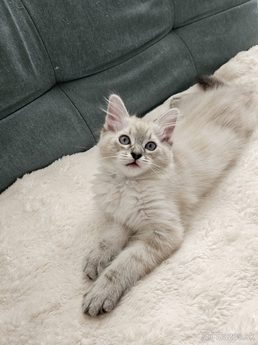 Ragdoll mačiatka - 6