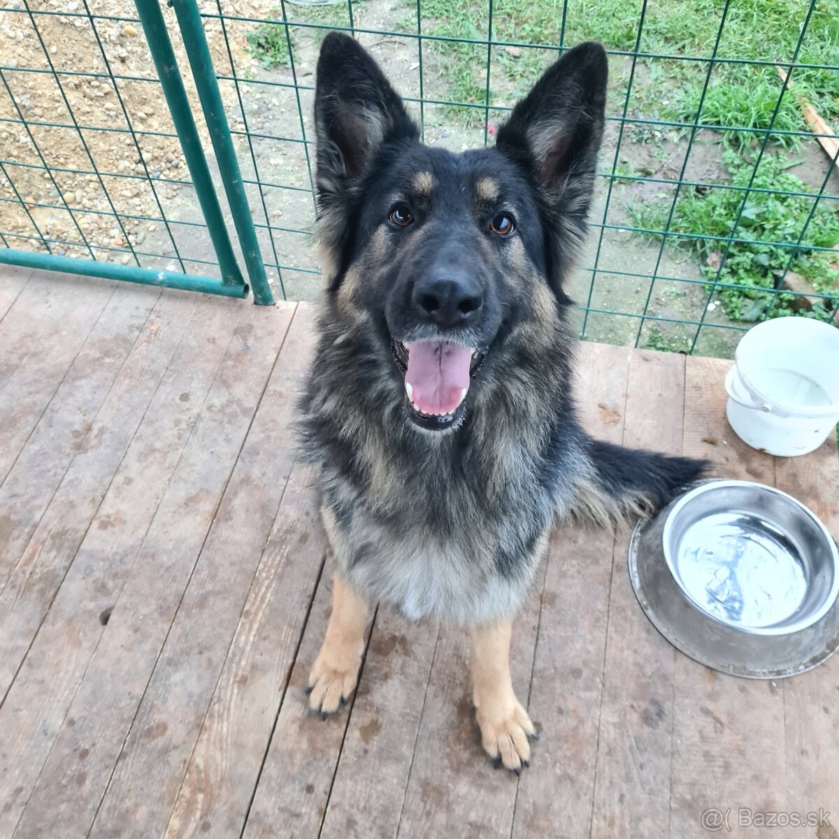 Nemecky ovčiak - 6