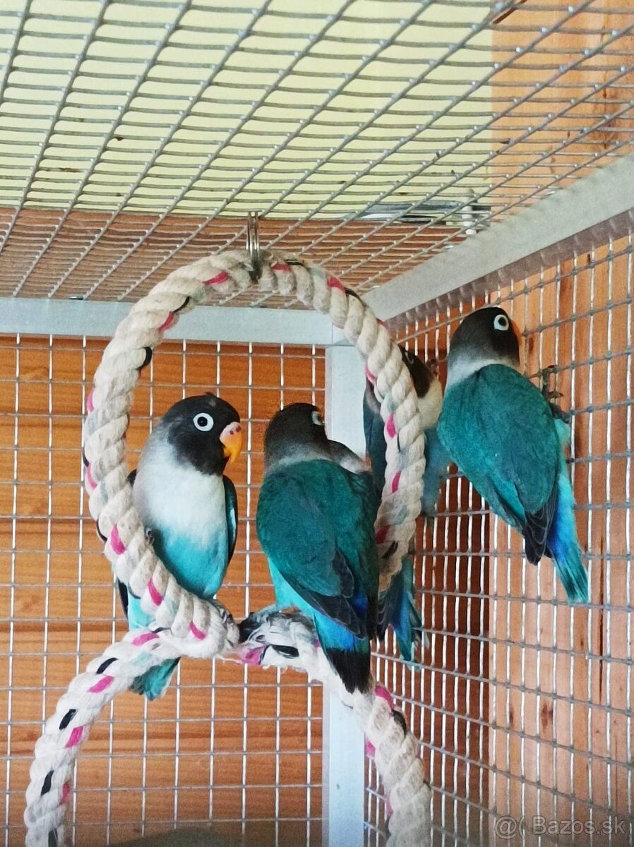 Predám Agapornis škraboškový, papagáj - 6