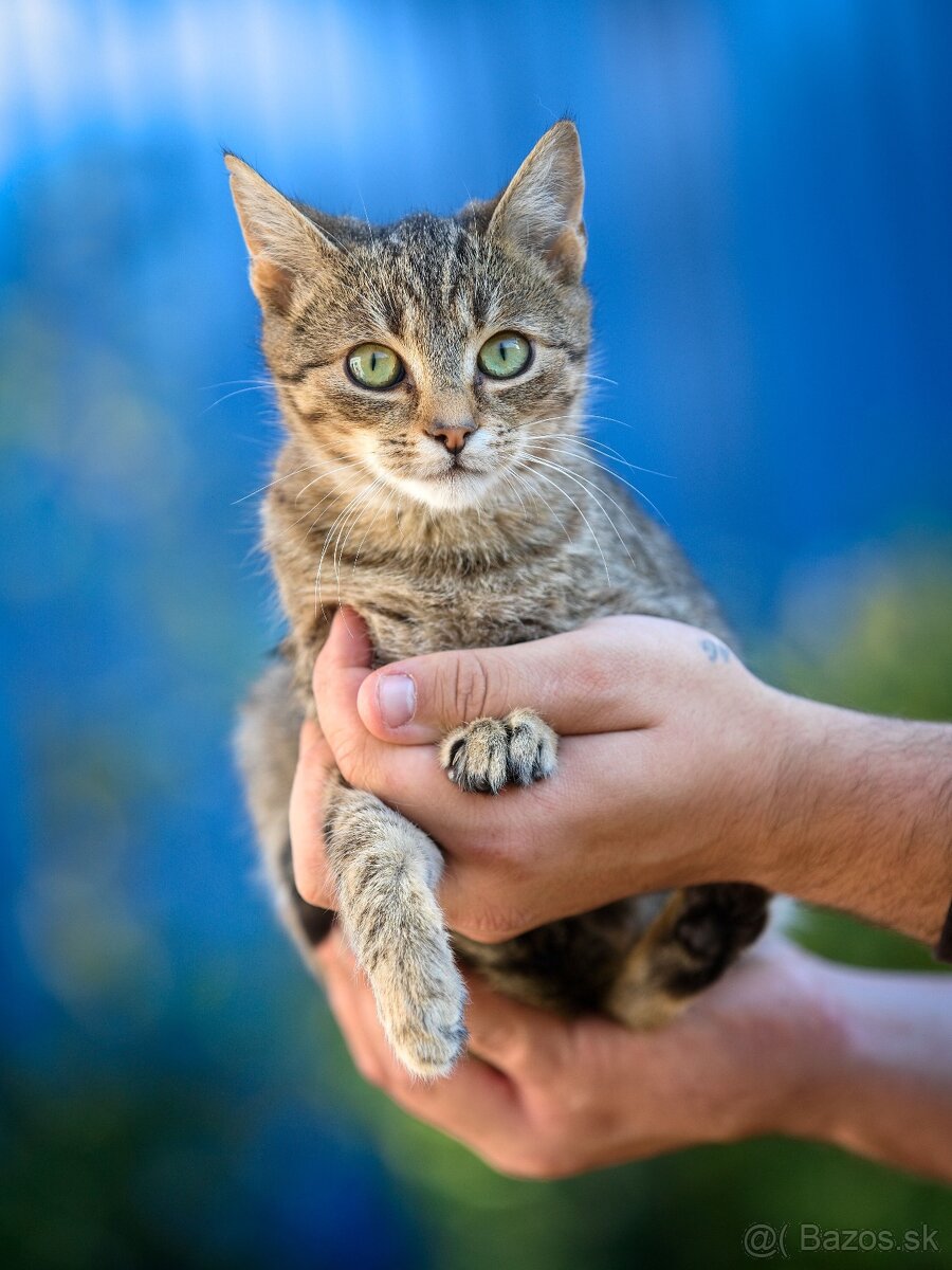 Darujem zachránené mačiatka - ryšavé, tigrované - 6