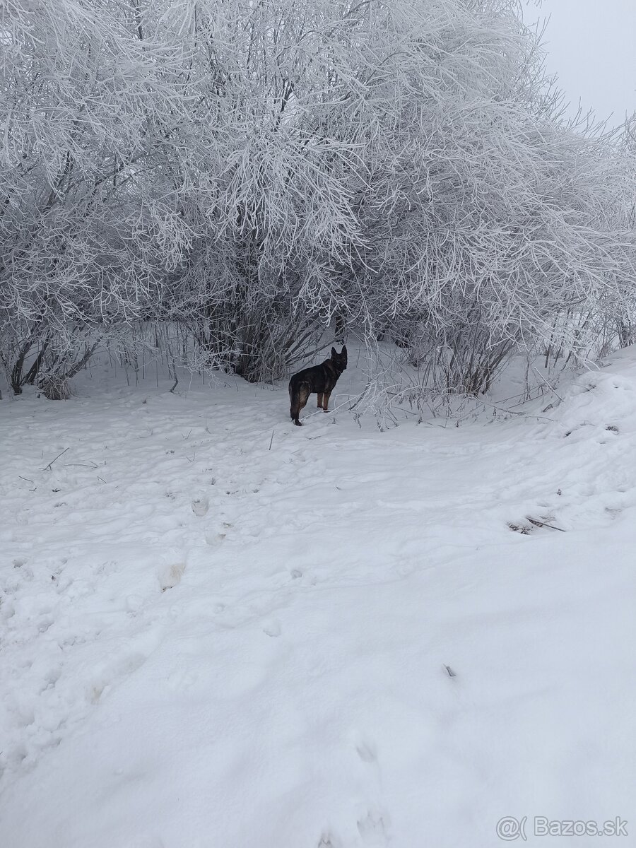 Nemecký ovčiak - 6