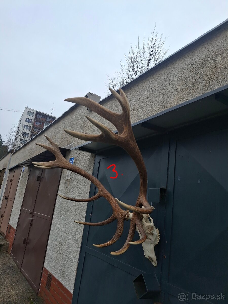 Trofeje, parožie - 6