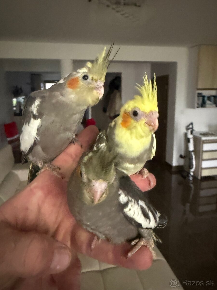 Korely Maznačikovia ručne dokrmene - 6