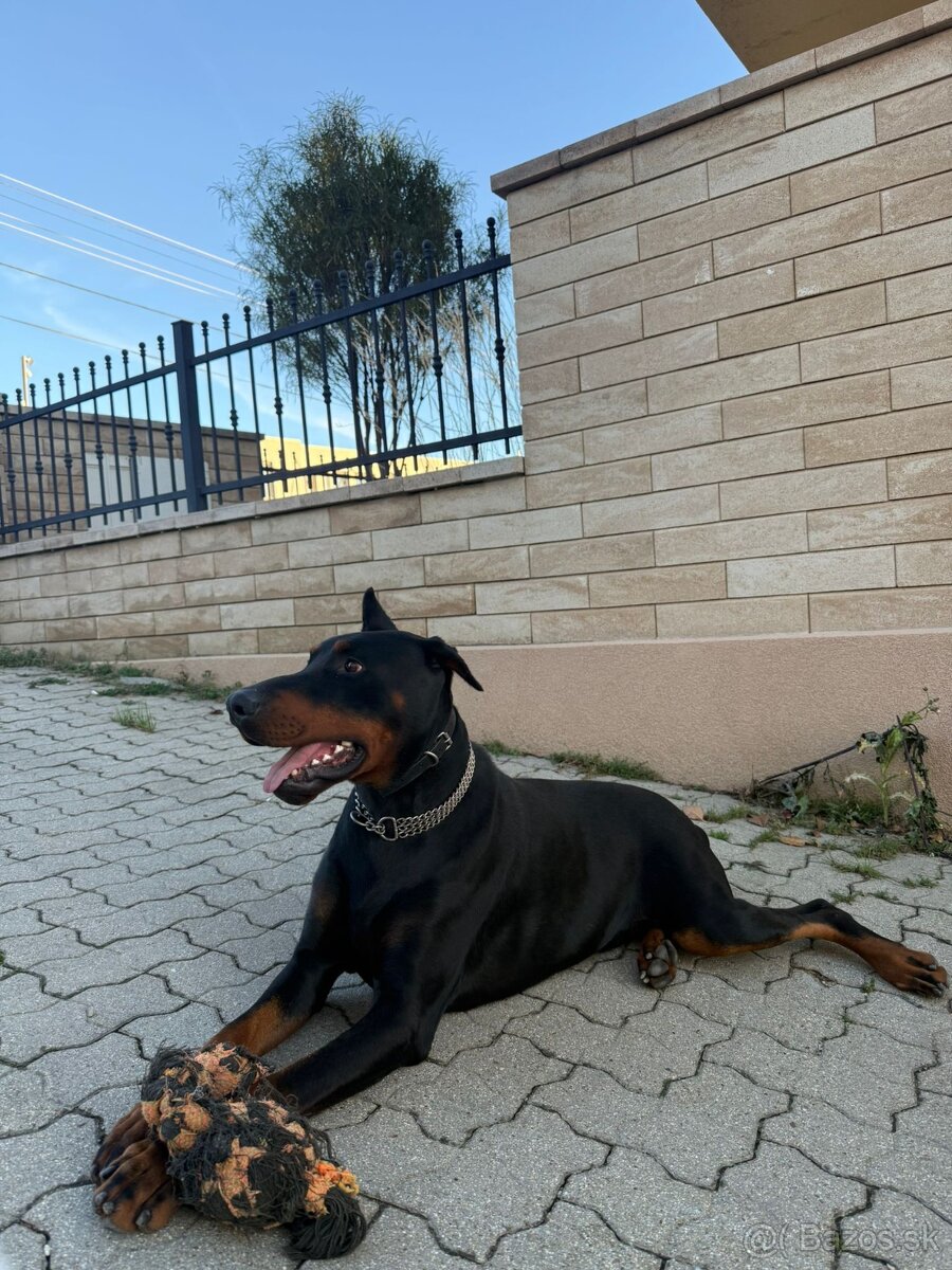 Doberman na krytie - 6