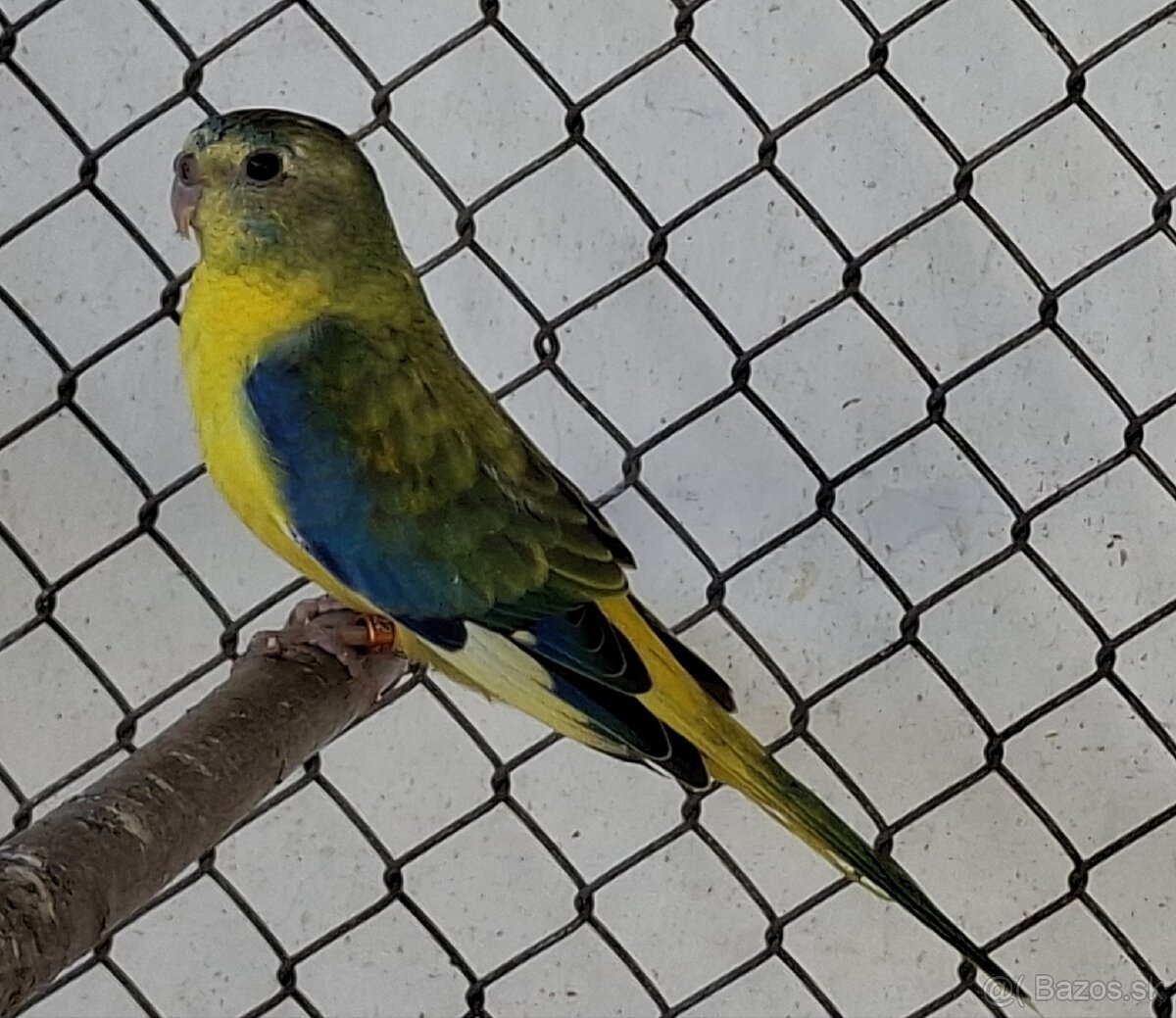 Neoféma tyrkysová žltobruchý opalín - 6