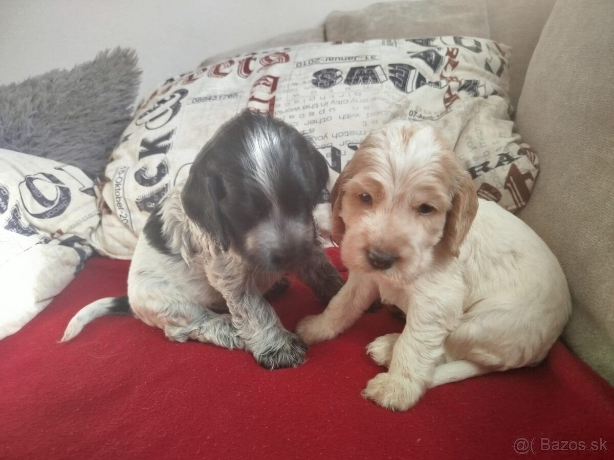 Anglický kokeršpaniel s PP - 6