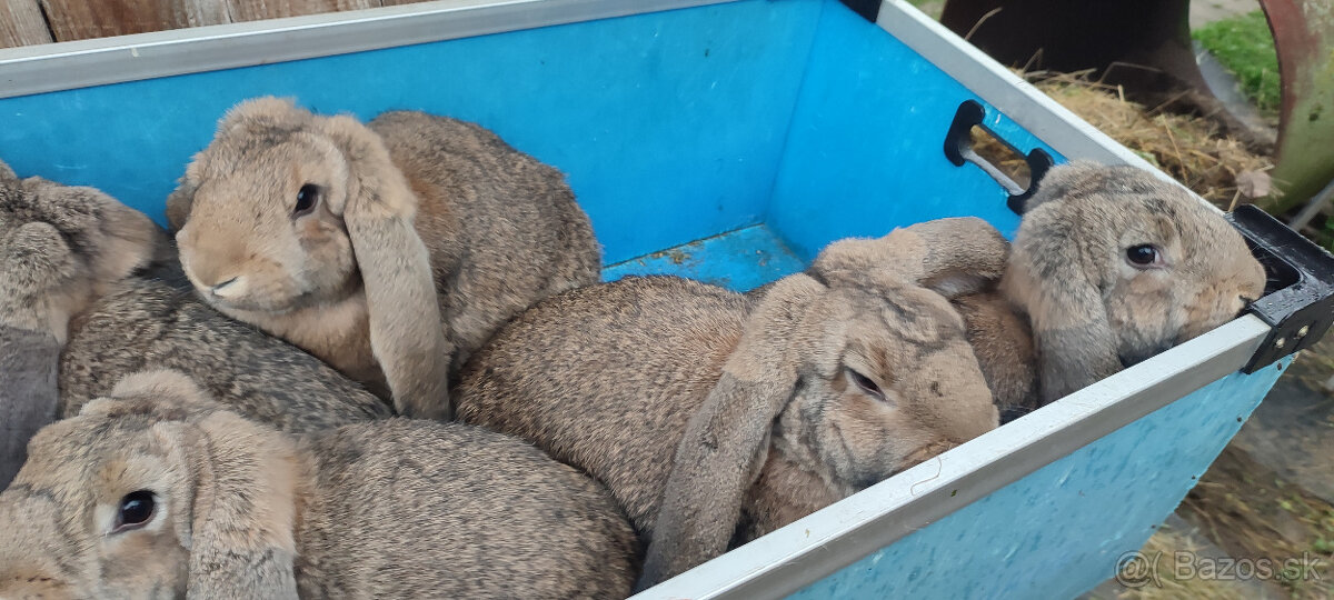 Predám zajacov FB - 6