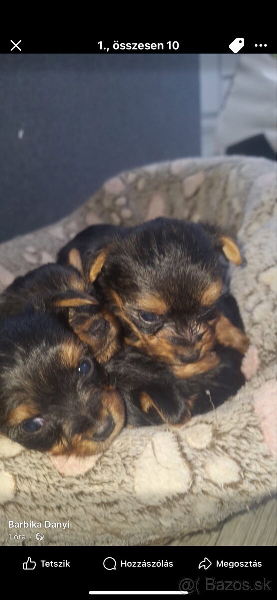 Mini Yorkshire terrier - 6