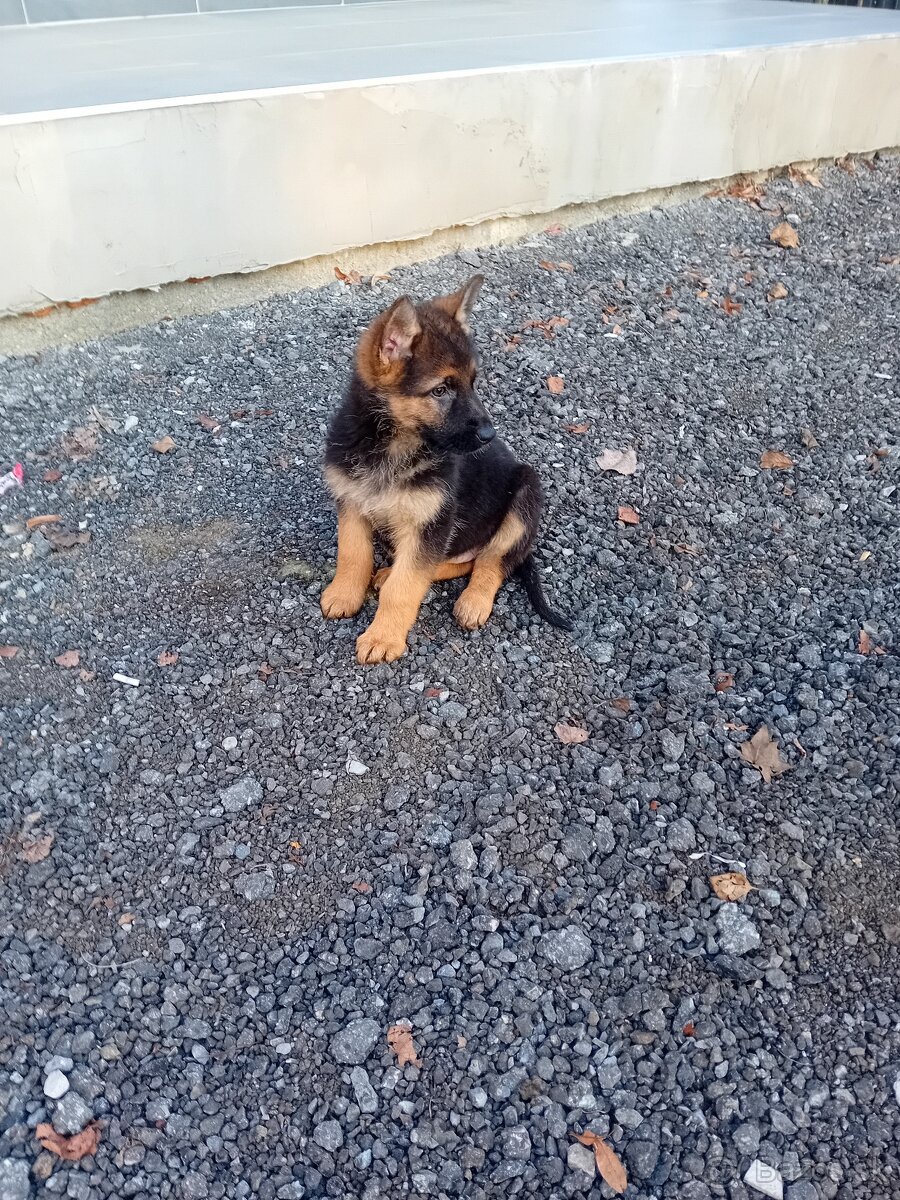 Nemecký ovčiak - 6