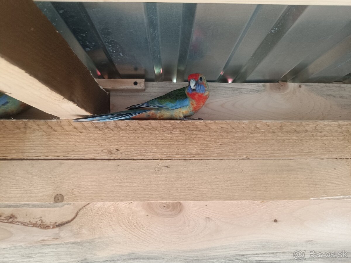 Predám - Rozela Adelaidská - 6