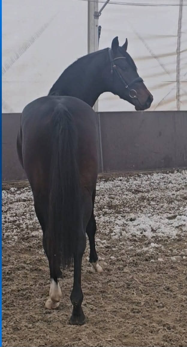 Cornet obolensky & Diamant De semilly - 6