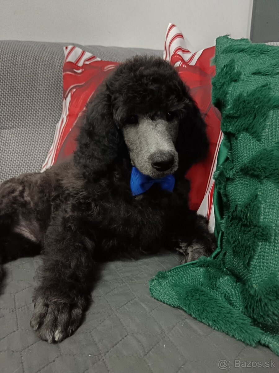 Pudel veľký (kráľovský) - 6