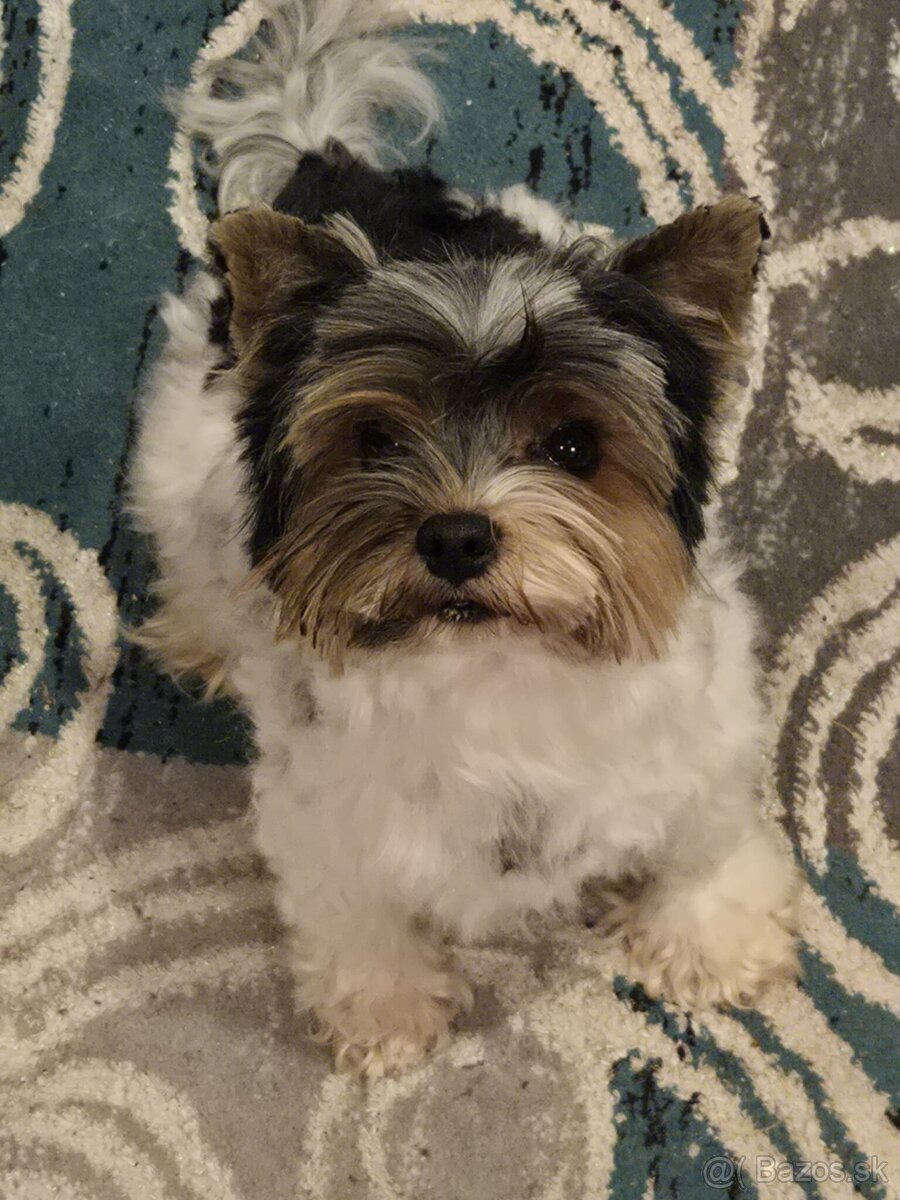 Biewer yorkshire terier - 6