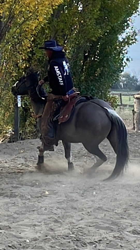 Apha žrebec pripuštanie - 6