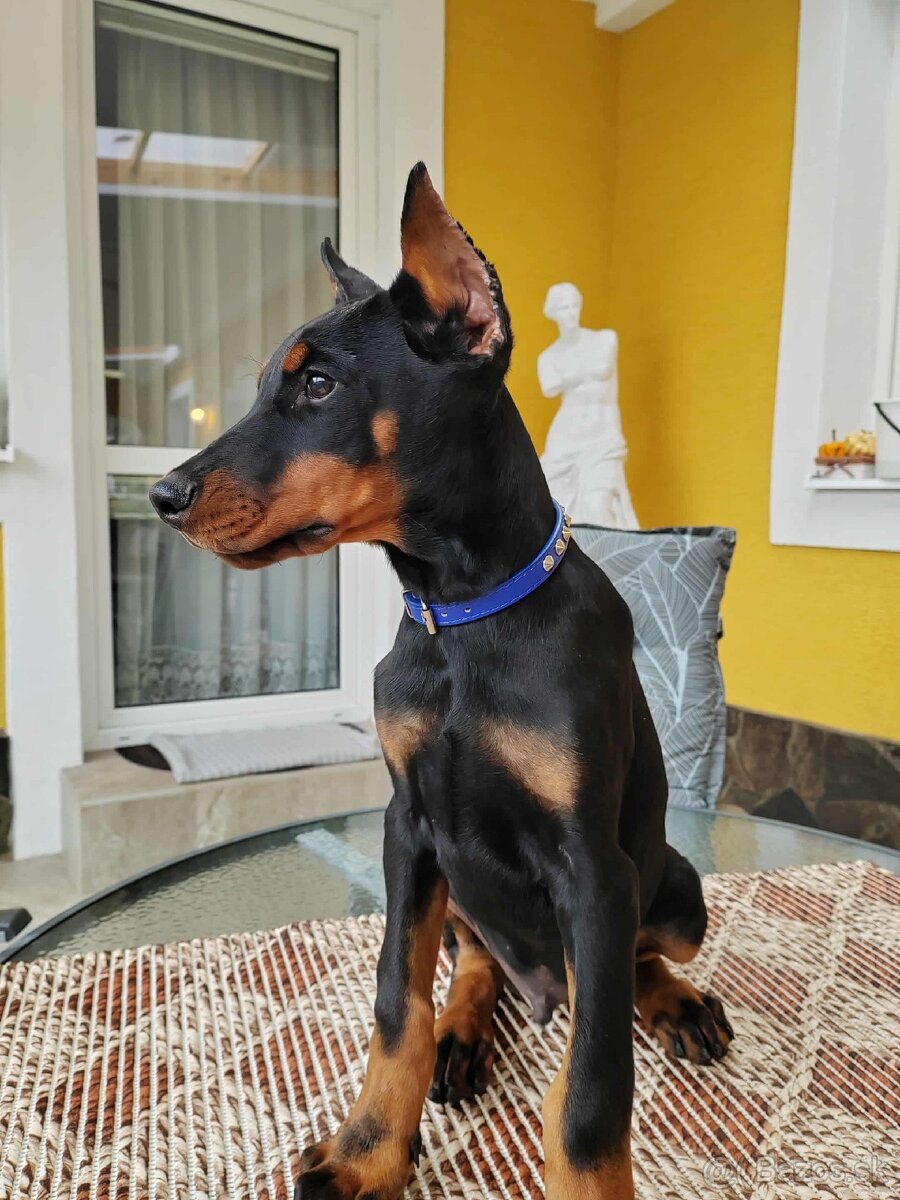 DOBERMAN ŠTENIATKA FCI P.P. - 6