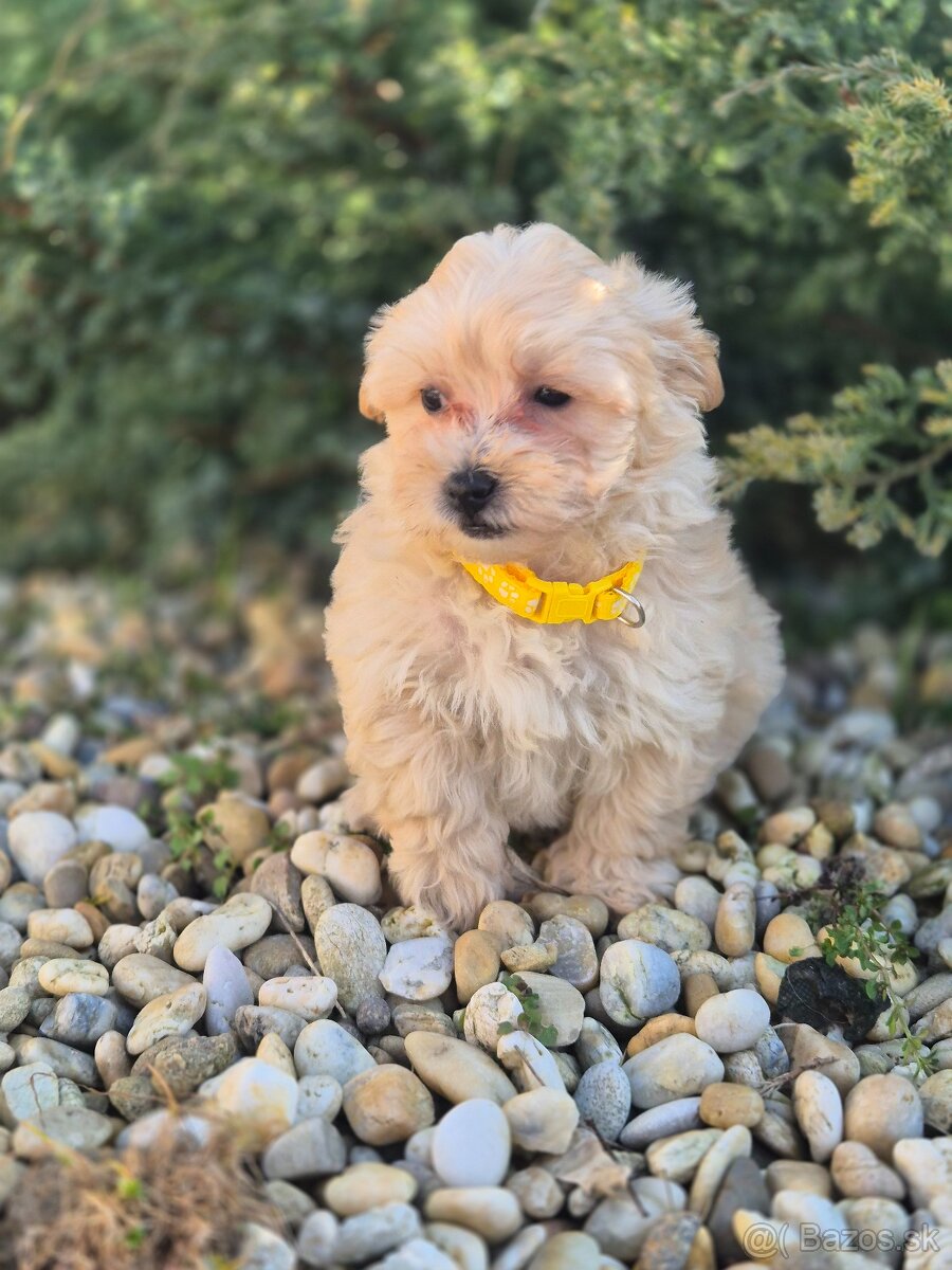 Maltipoo - 6
