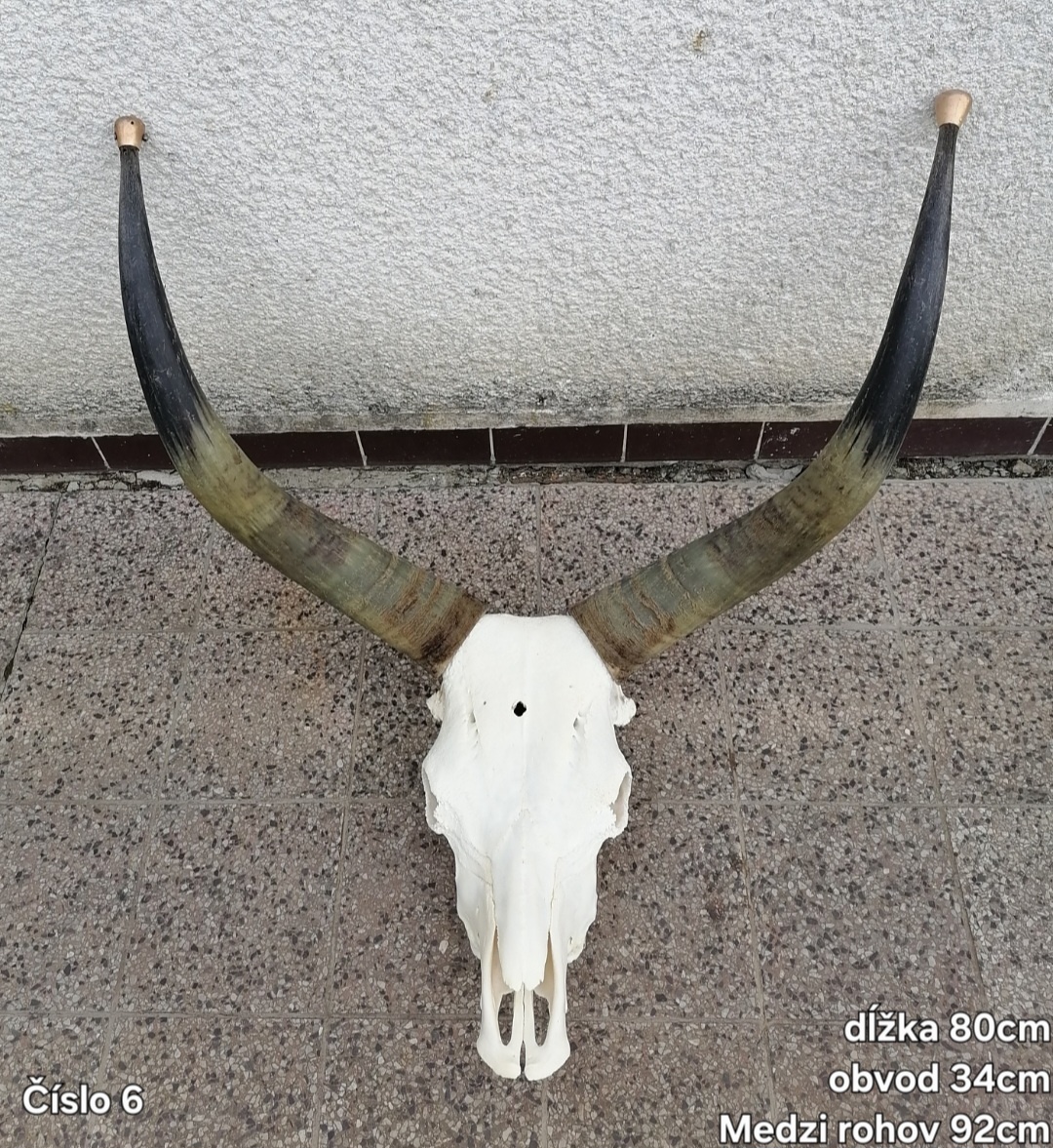 Trofeje, maďarský stepný - 6