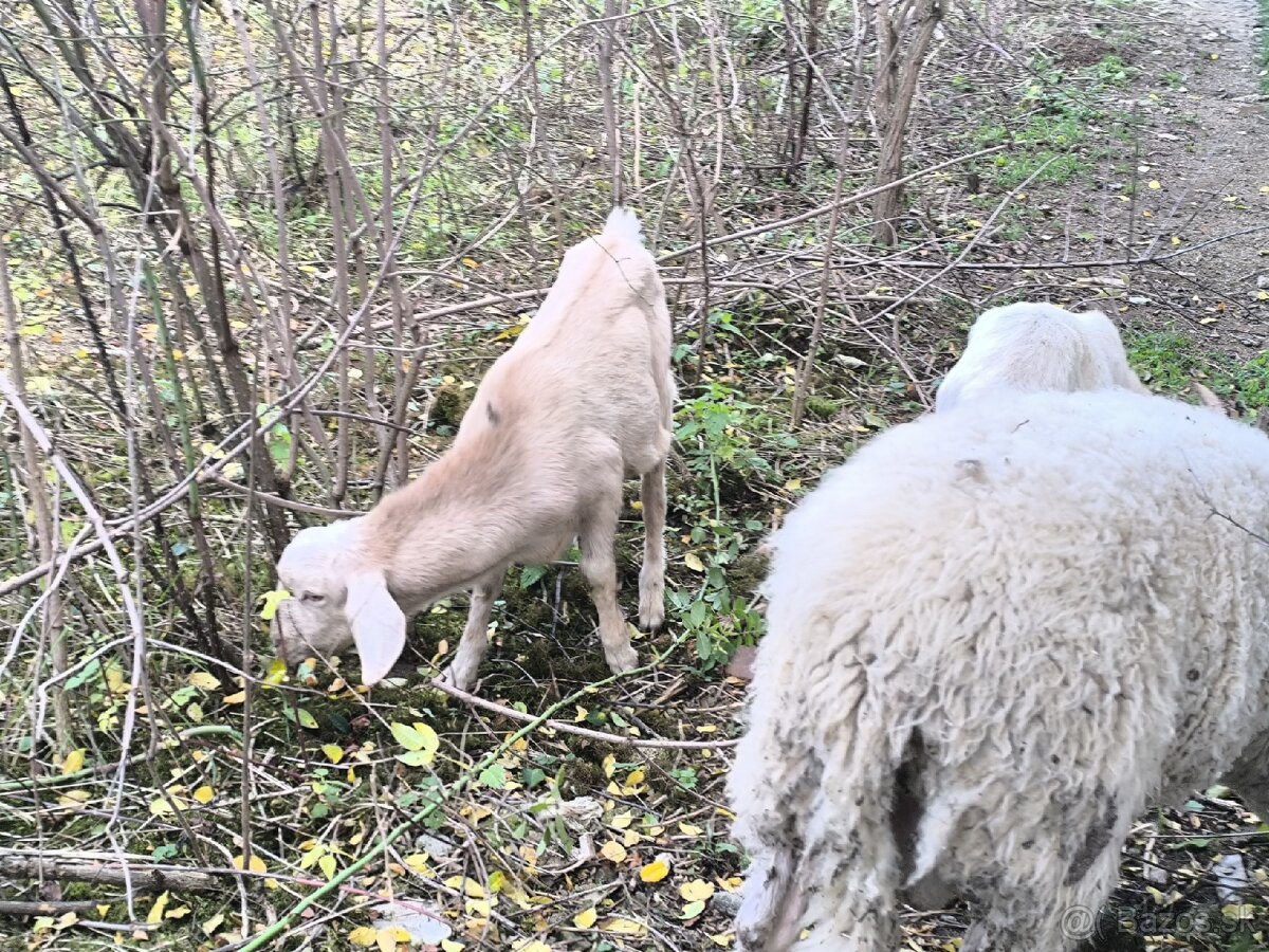 Anglonubijsky capko podielovy,predaj, pripustenie - 6