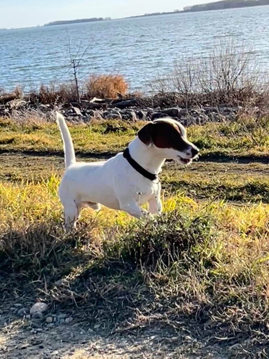 Jack Russell teriér krytie - 6