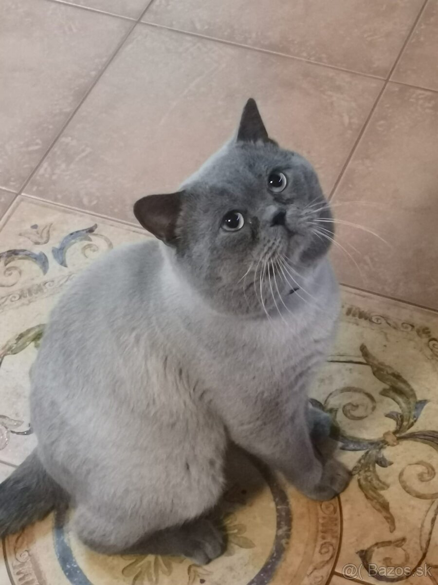 Britské mačiatka - 6