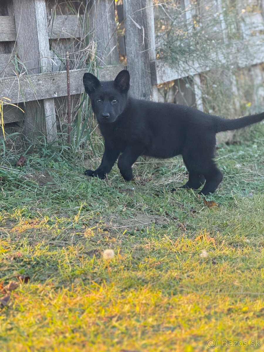 Šteniatka nemecký ovčiak s PP - 6