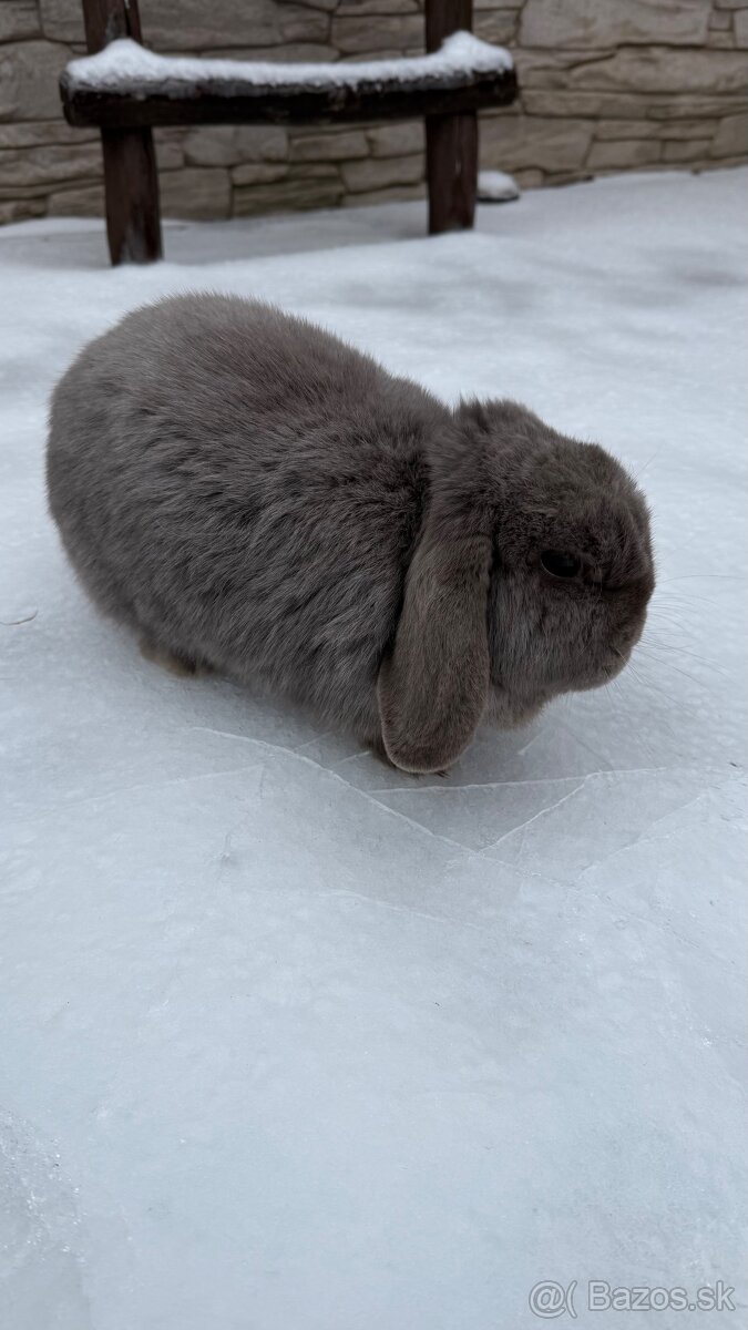 Zákrslý králik minilop❤️ - 6