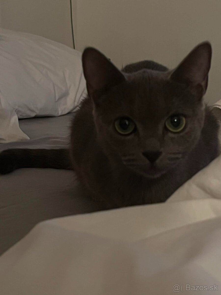 Darujem ruskú modrú mačku do dobrých rúk - 6