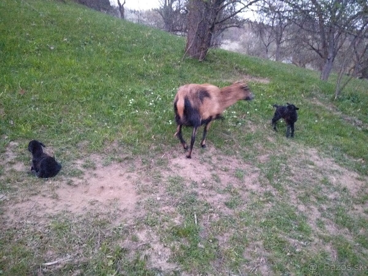 Kamerunské ovce - 6