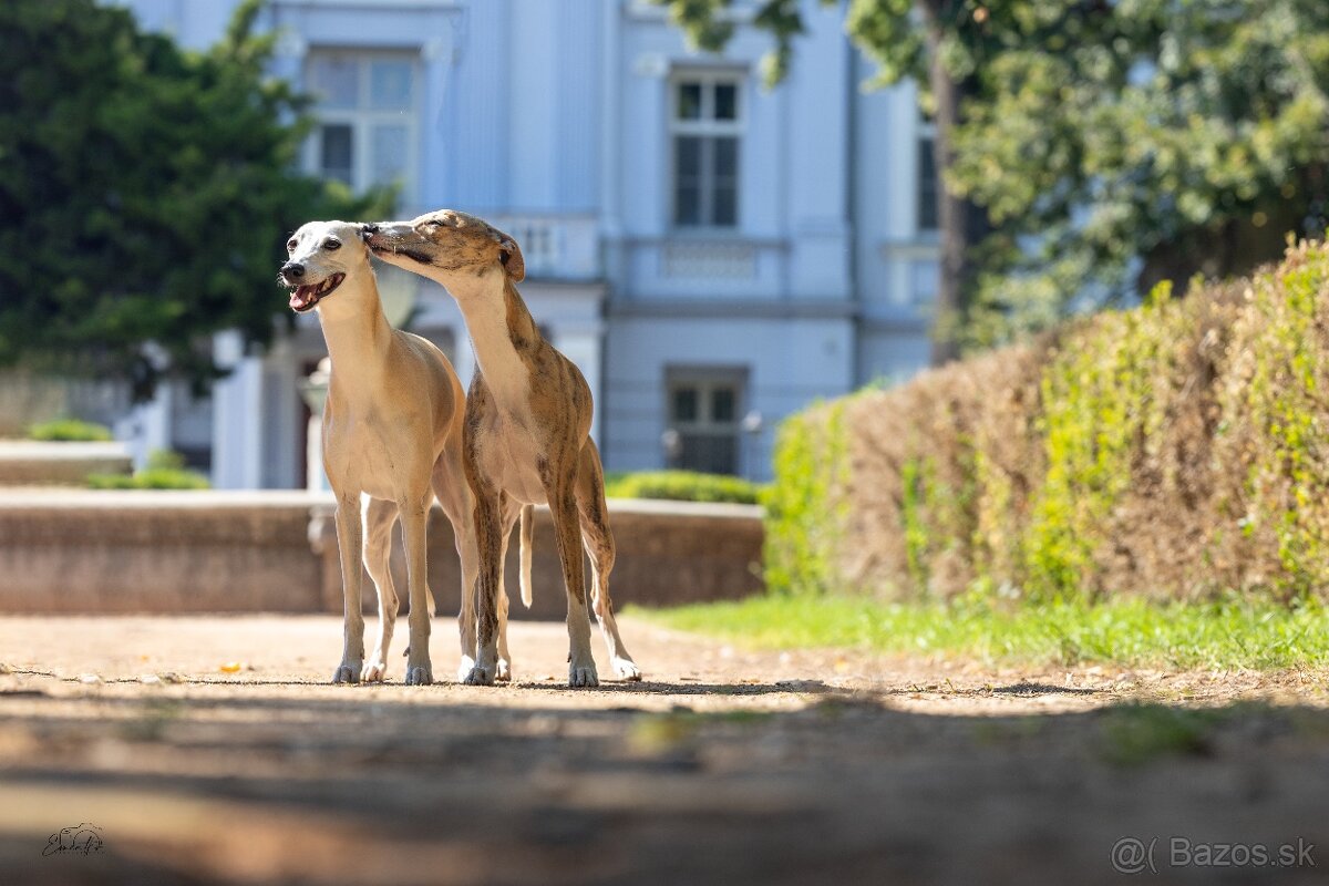 Šteniatko Vipet/Whippet s preukazom pôvodu - 6