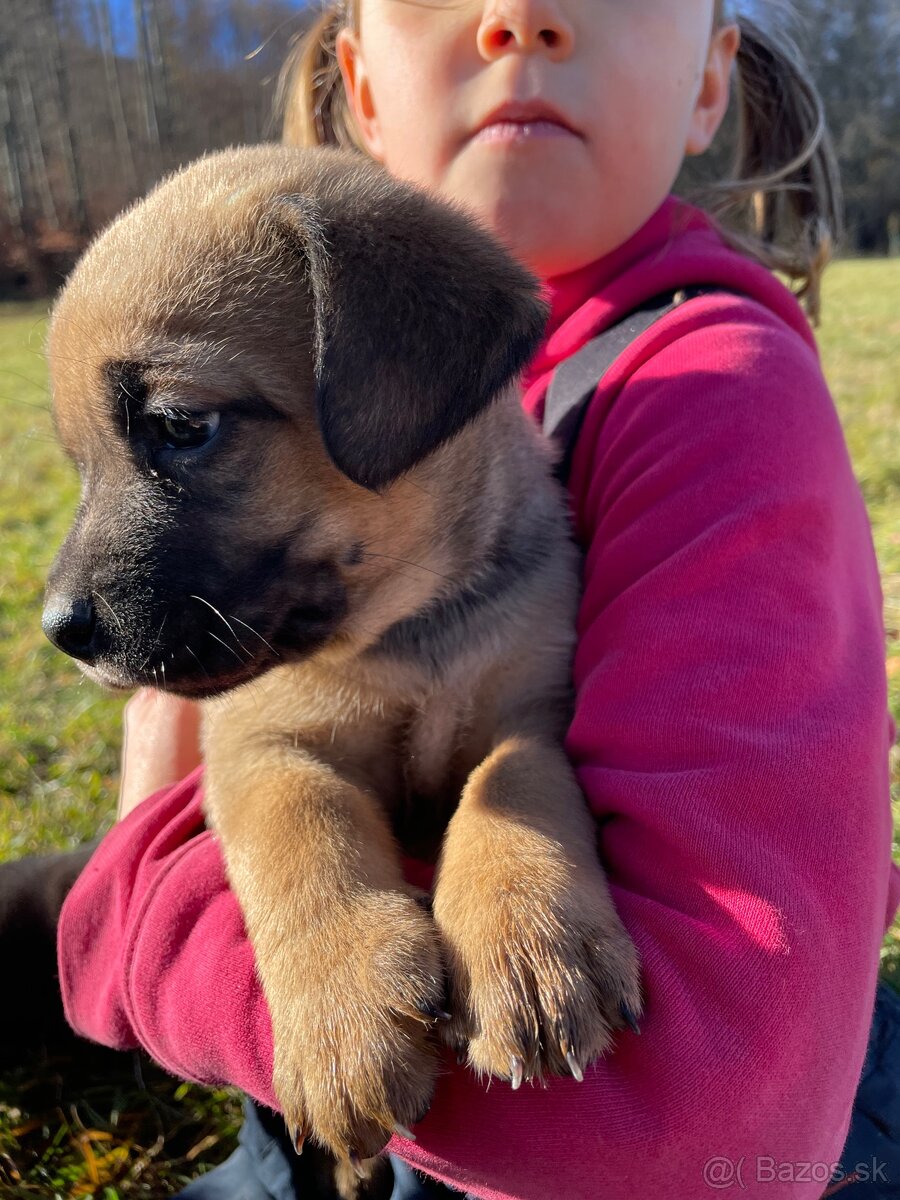 Šteniatka po super rodičoch ❤️ - 6