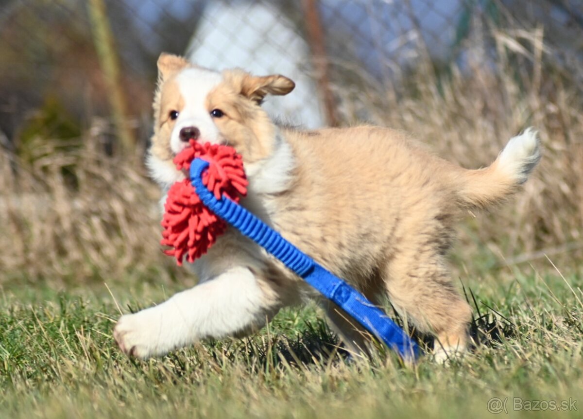 Border Collie / Border Kólia s PP - 6