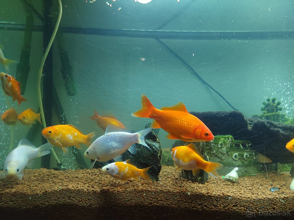 Jazierkove ryby - 6