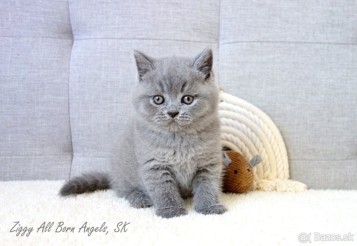 Britské mačiatka s PP ♥ - 6