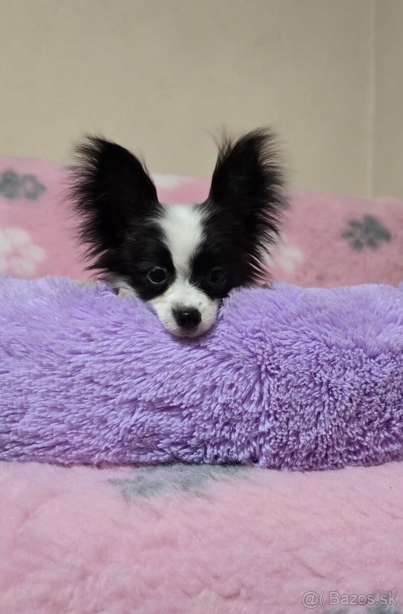 Papillon šteniatko s PP - 6