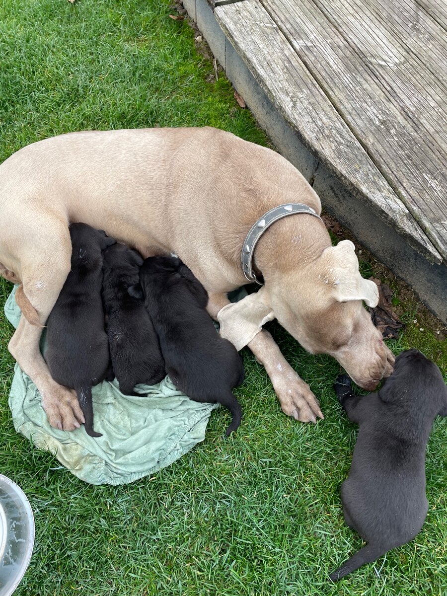 šteniatka od weimara - 6