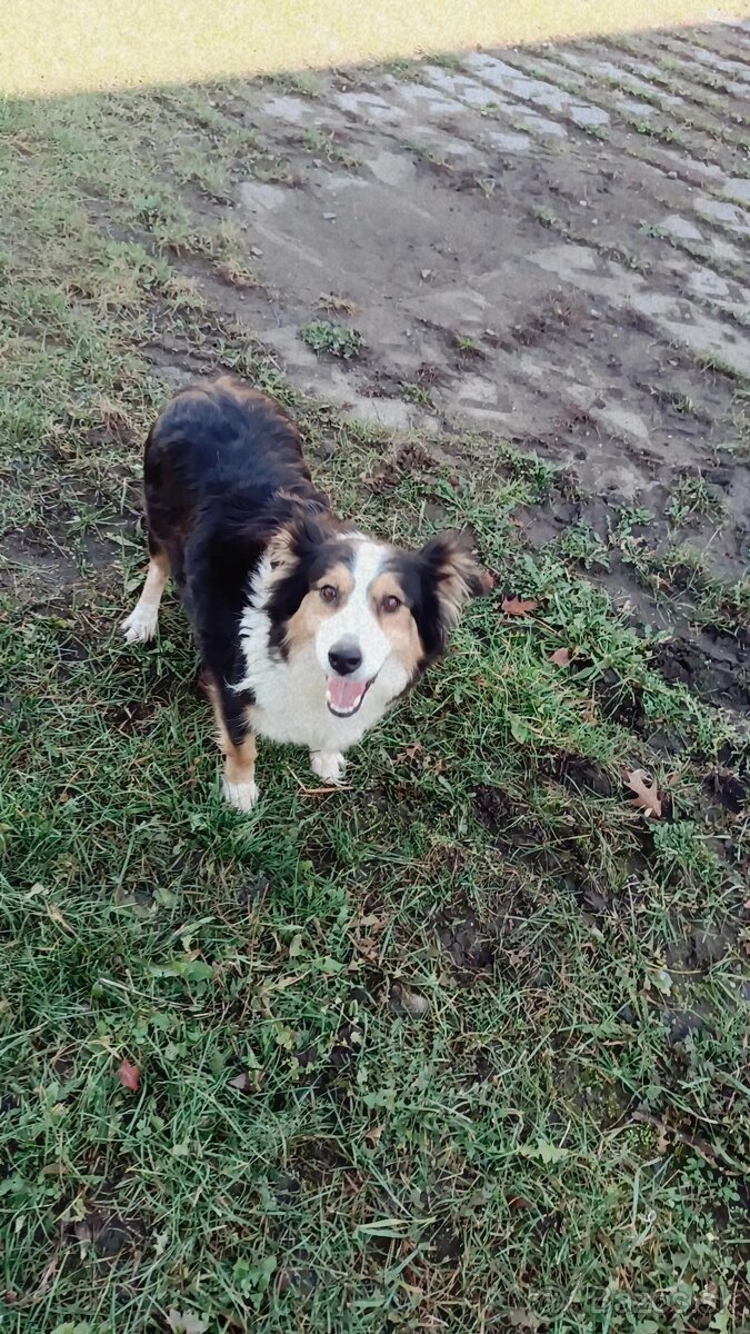 Šteniatka – krížence border kólie, pripravené ihneď k odberu - 6